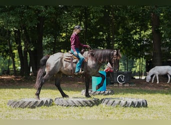 Percheron Mix, Ruin, 5 Jaar, 160 cm, Roan-Bay