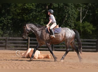 Percheron Mix, Ruin, 5 Jaar, 160 cm, Roan-Bay