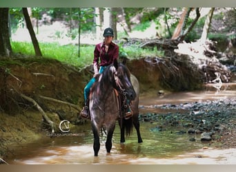 Percheron Mix, Ruin, 5 Jaar, 160 cm, Roan-Bay