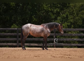 Percheron Mix, Ruin, 5 Jaar, 160 cm, Roan-Bay