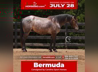 Percheron Mix, Ruin, 5 Jaar, 160 cm, Roan-Bay