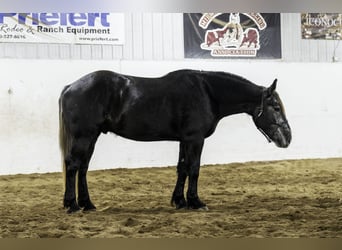 Percheron Mix, Ruin, 5 Jaar, 160 cm, Schimmel