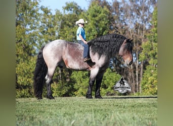 Percheron, Ruin, 5 Jaar, 163 cm, Roan-Bay