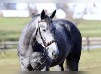Percheron Mix, Ruin, 5 Jaar, 163 cm, Schimmel