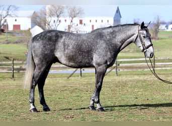 Percheron Mix, Ruin, 5 Jaar, 163 cm, Schimmel