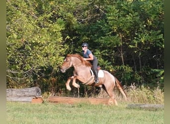 Percheron Mix, Ruin, 5 Jaar, 165 cm, Roan-Red