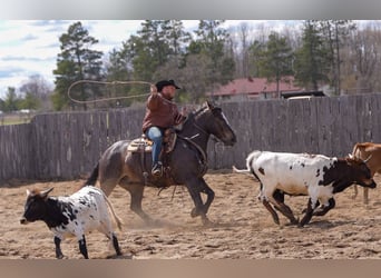 Percheron Mix, Ruin, 5 Jaar, 168 cm, Bruin