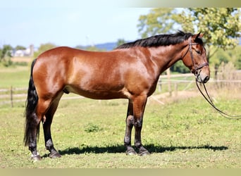 Percheron Mix, Ruin, 5 Jaar, 173 cm, Roodbruin