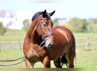 Percheron Mix, Ruin, 5 Jaar, 173 cm, Roodbruin