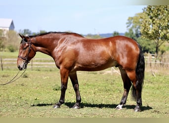 Percheron Mix, Ruin, 5 Jaar, 173 cm, Roodbruin