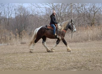 Percheron, Ruin, 5 Jaar, 175 cm, Tobiano-alle-kleuren