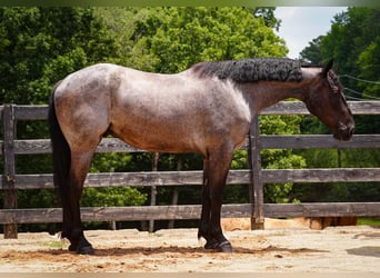 Percheron Mix, Ruin, 5 Jaar, Roan-Blue