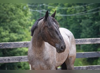 Percheron Mix, Ruin, 5 Jaar, Roan-Blue