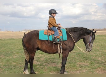 Percheron Mix, Ruin, 6 Jaar, 157 cm, Schimmel