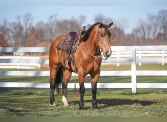 Percheron Mix, Ruin, 6 Jaar, 163 cm, Buckskin