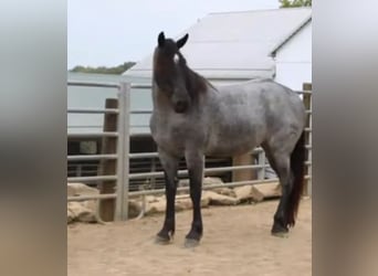 Percheron, Ruin, 6 Jaar, 163 cm, Roan-Blue