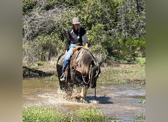 Percheron, Ruin, 6 Jaar, 163 cm, Tobiano-alle-kleuren