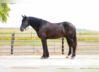 Percheron, Ruin, 6 Jaar, 163 cm, Zwart