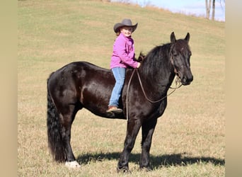Percheron Mix, Ruin, 6 Jaar, 163 cm, Zwart