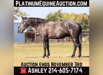 Percheron, Ruin, 6 Jaar, 165 cm, Schimmel