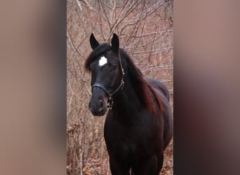 Percheron, Ruin, 6 Jaar, 165 cm, Zwart