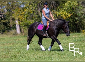 Percheron, Ruin, 6 Jaar, 165 cm, Zwart