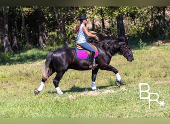 Percheron, Ruin, 6 Jaar, 165 cm, Zwart