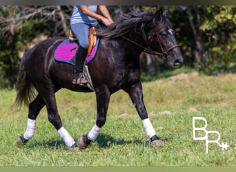 Percheron, Ruin, 6 Jaar, 165 cm, Zwart