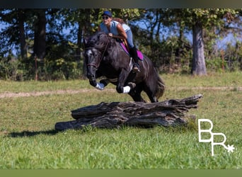Percheron, Ruin, 6 Jaar, 165 cm, Zwart