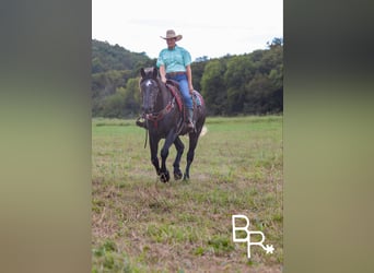 Percheron, Ruin, 6 Jaar, 165 cm, Zwart
