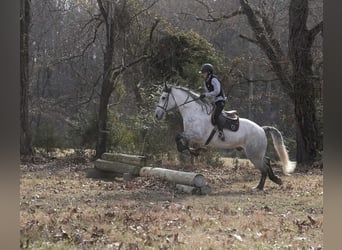 Percheron Mix, Ruin, 6 Jaar, 168 cm, Appelschimmel