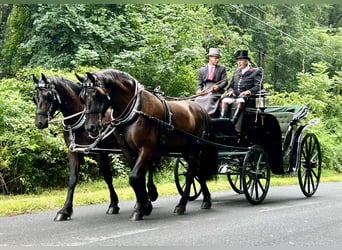 Percheron Mix, Ruin, 6 Jaar, 168 cm, Zwart