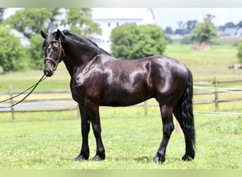 Percheron Mix, Ruin, 6 Jaar, 168 cm, Zwart
