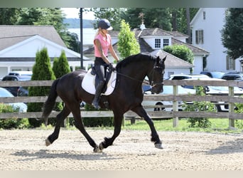 Percheron Mix, Ruin, 6 Jaar, 168 cm, Zwart