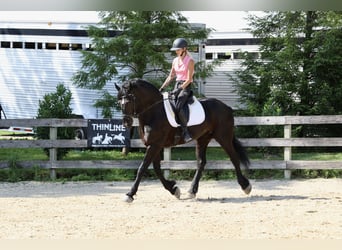 Percheron Mix, Ruin, 6 Jaar, 168 cm, Zwart