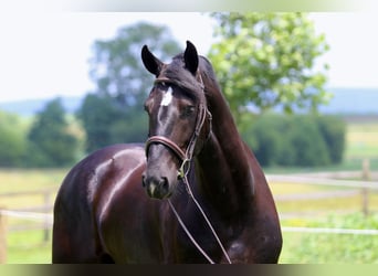 Percheron Mix, Ruin, 6 Jaar, 168 cm, Zwart