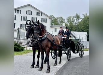 Percheron Mix, Ruin, 6 Jaar, 168 cm, Zwart