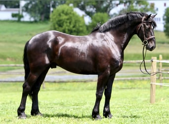 Percheron Mix, Ruin, 6 Jaar, 168 cm, Zwart