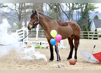 Percheron Mix, Ruin, 6 Jaar, 170 cm, Roodbruin