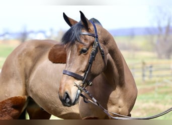 Percheron Mix, Ruin, 6 Jaar, 170 cm, Roodbruin