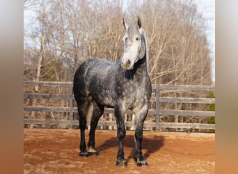 Percheron Mix, Ruin, 6 Jaar, 170 cm, Schimmel