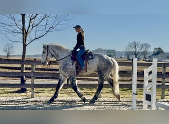 Percheron Mix, Ruin, 6 Jaar, 173 cm, Schimmel