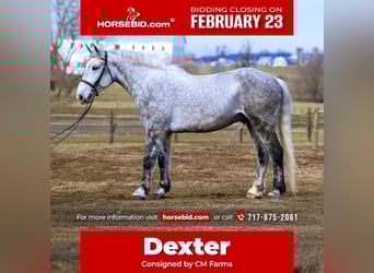 Percheron Mix, Ruin, 6 Jaar, 173 cm, Schimmel