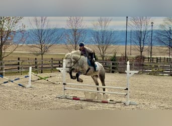 Percheron Mix, Ruin, 6 Jaar, 173 cm, Schimmel