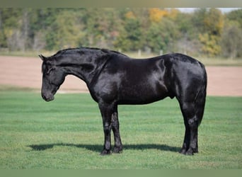 Percheron Mix, Ruin, 6 Jaar, 173 cm, Zwart