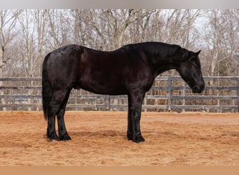 Percheron Mix, Ruin, 6 Jaar, 173 cm, Zwart