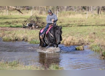 Percheron Mix, Ruin, 6 Jaar, 173 cm, Zwart