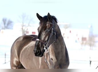 Percheron Mix, Ruin, 6 Jaar, 175 cm, Zwart