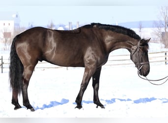 Percheron Mix, Ruin, 6 Jaar, 175 cm, Zwart