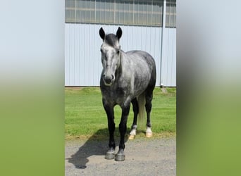 Percheron Mix, Ruin, 6 Jaar, Appelschimmel